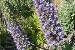 Stolz von Madeira mit Hummel_H600