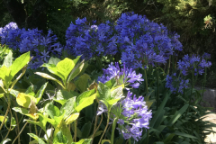 Agapanthus am Rand der Levada